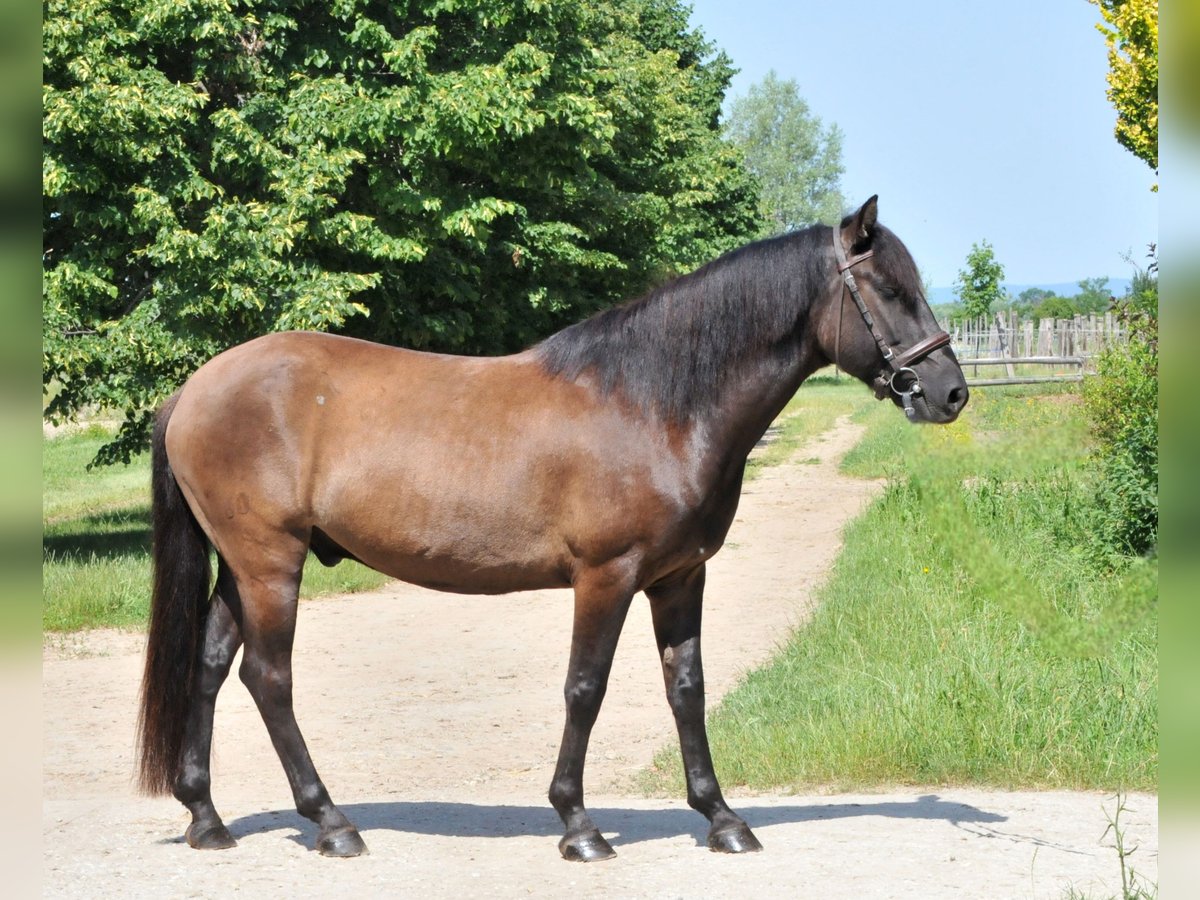 Koń huculski Wałach 5 lat 145 cm Bułana in Schattendorf