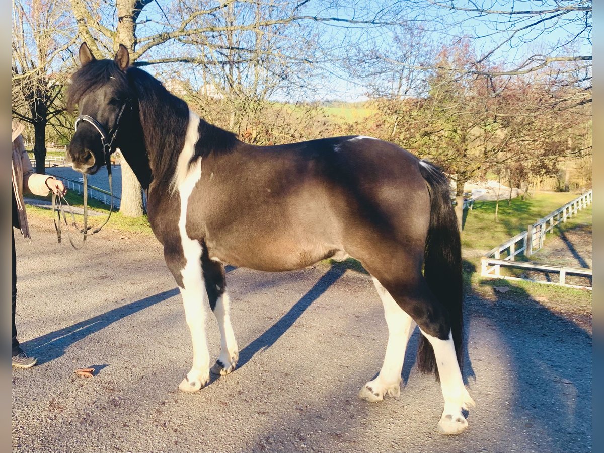 Koń huculski Wałach 5 lat 142 cm Srokata in Ampflwang