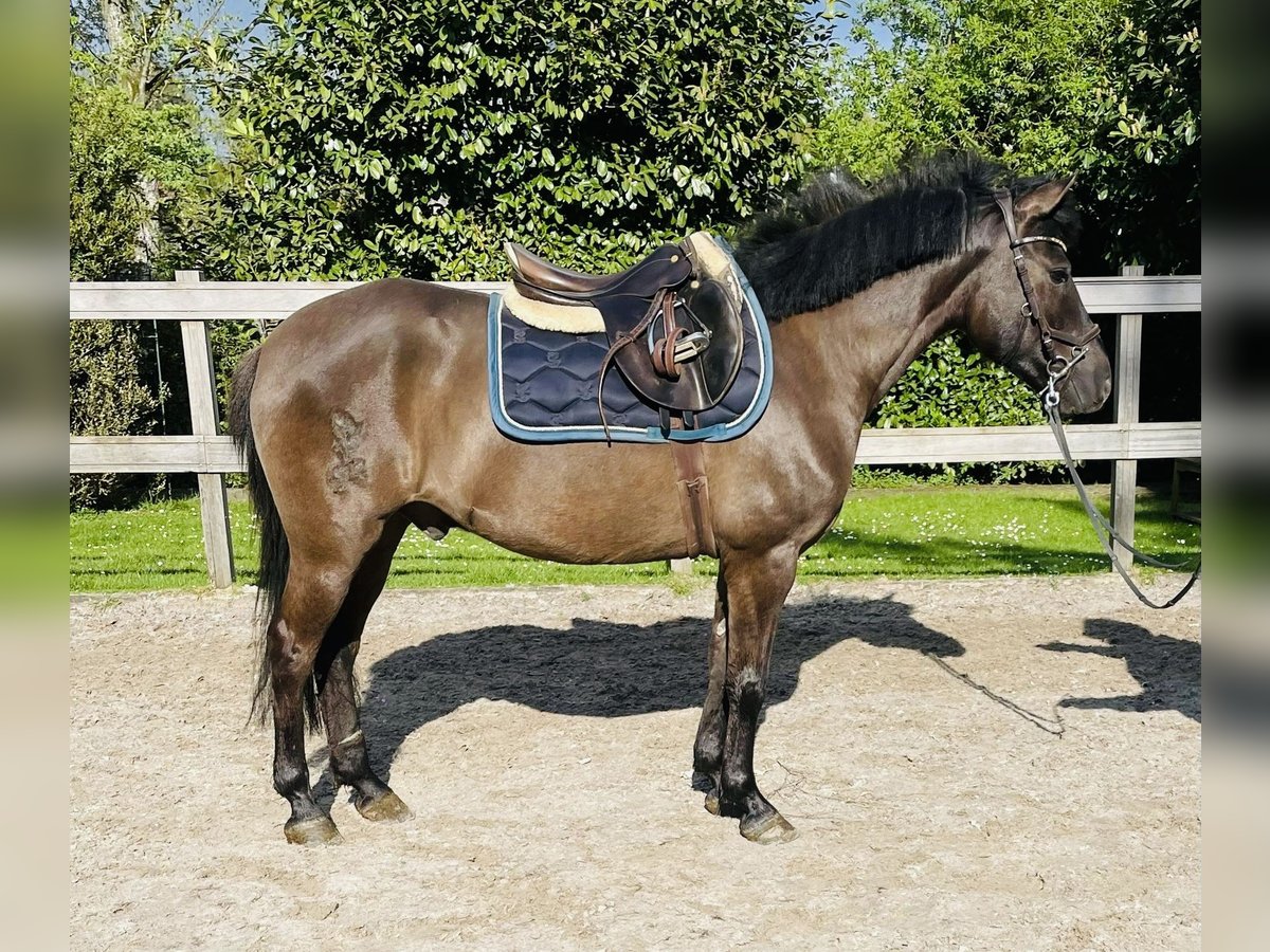 Koń huculski Wałach 8 lat 147 cm Kara in Steimel