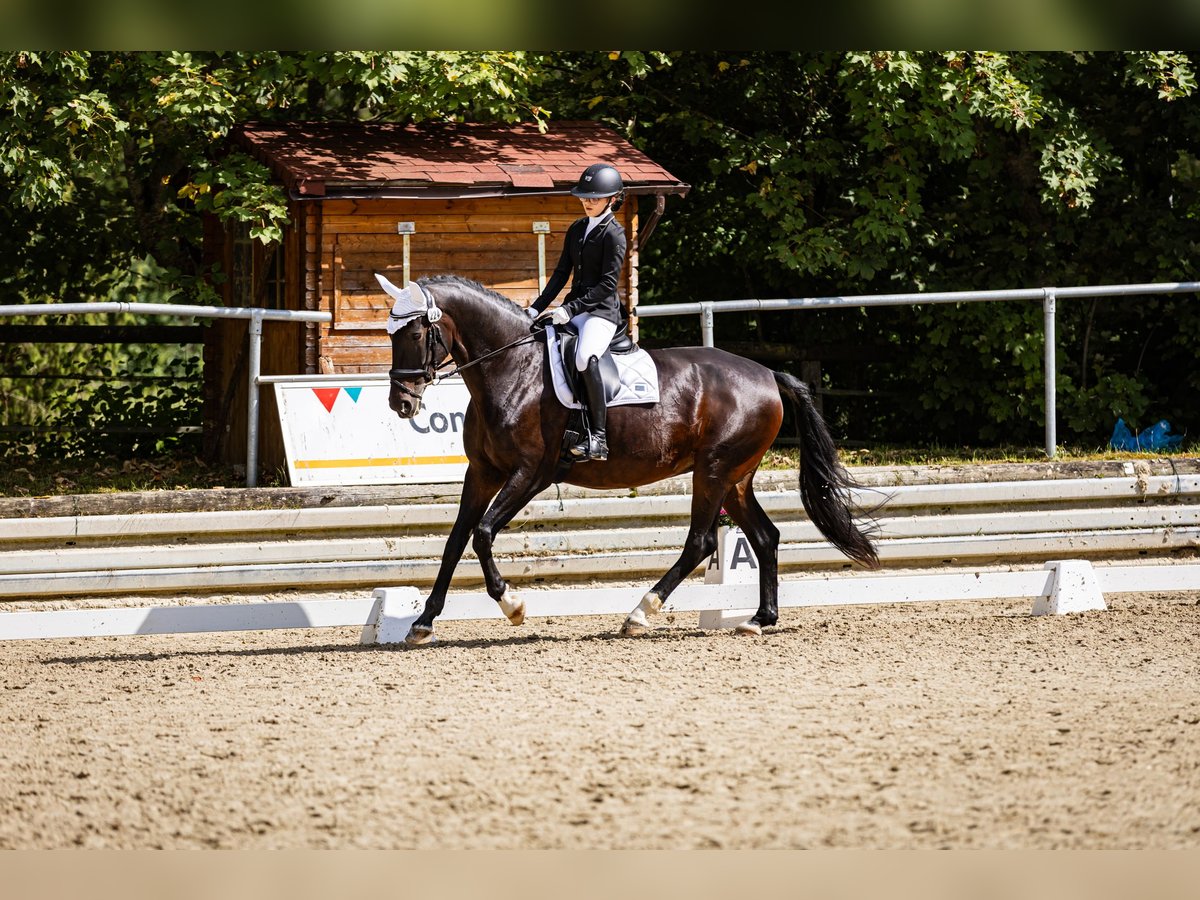 Koń lipicański Klacz 11 lat 168 cm Ciemnogniada in Herbrechtingen