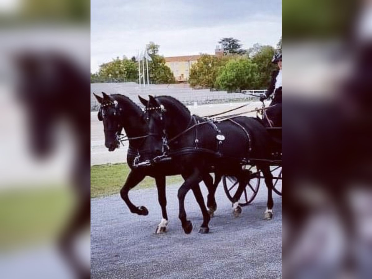 Koń lipicański Klacz 14 lat 162 cm Ciemnogniada in Tass