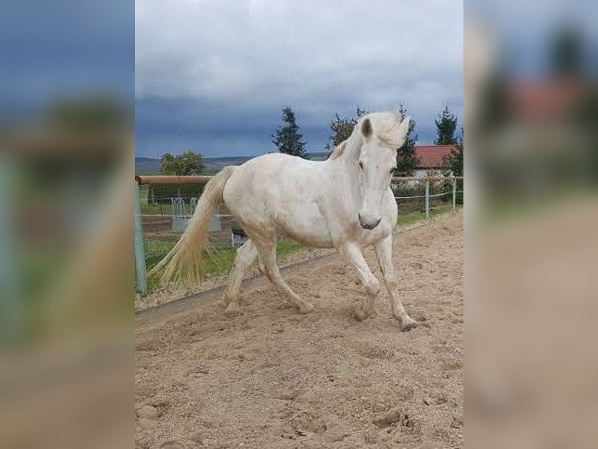 Koń lipicański Mix Klacz 16 lat 164 cm Siwa in Weimar