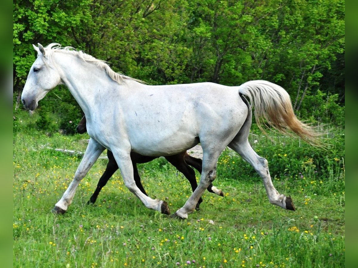 Koń lipicański Klacz 17 lat 162 cm Siwa in Kozina