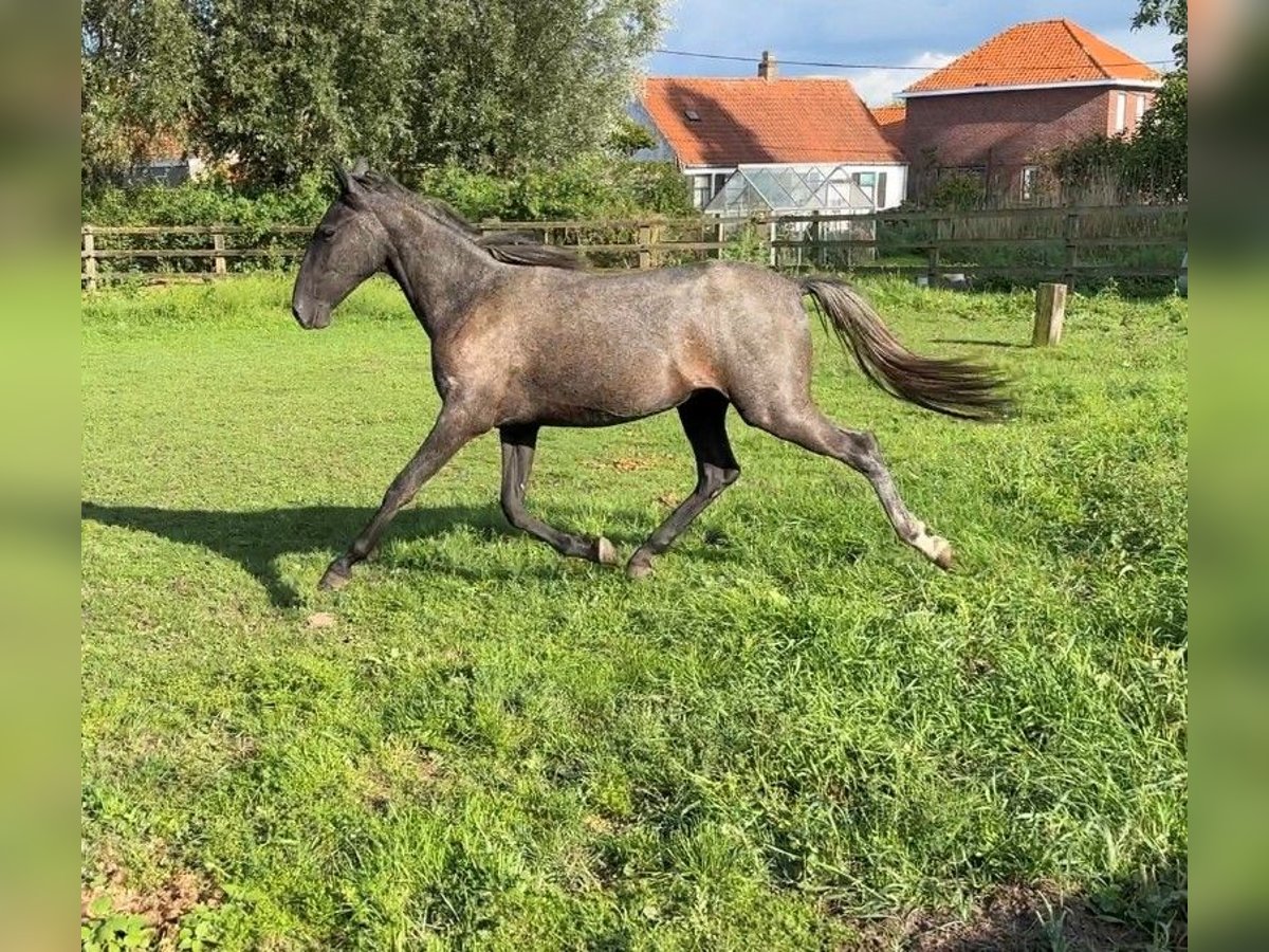 Koń lipicański Klacz 2 lat 144 cm Siwa in Ruddervoorde