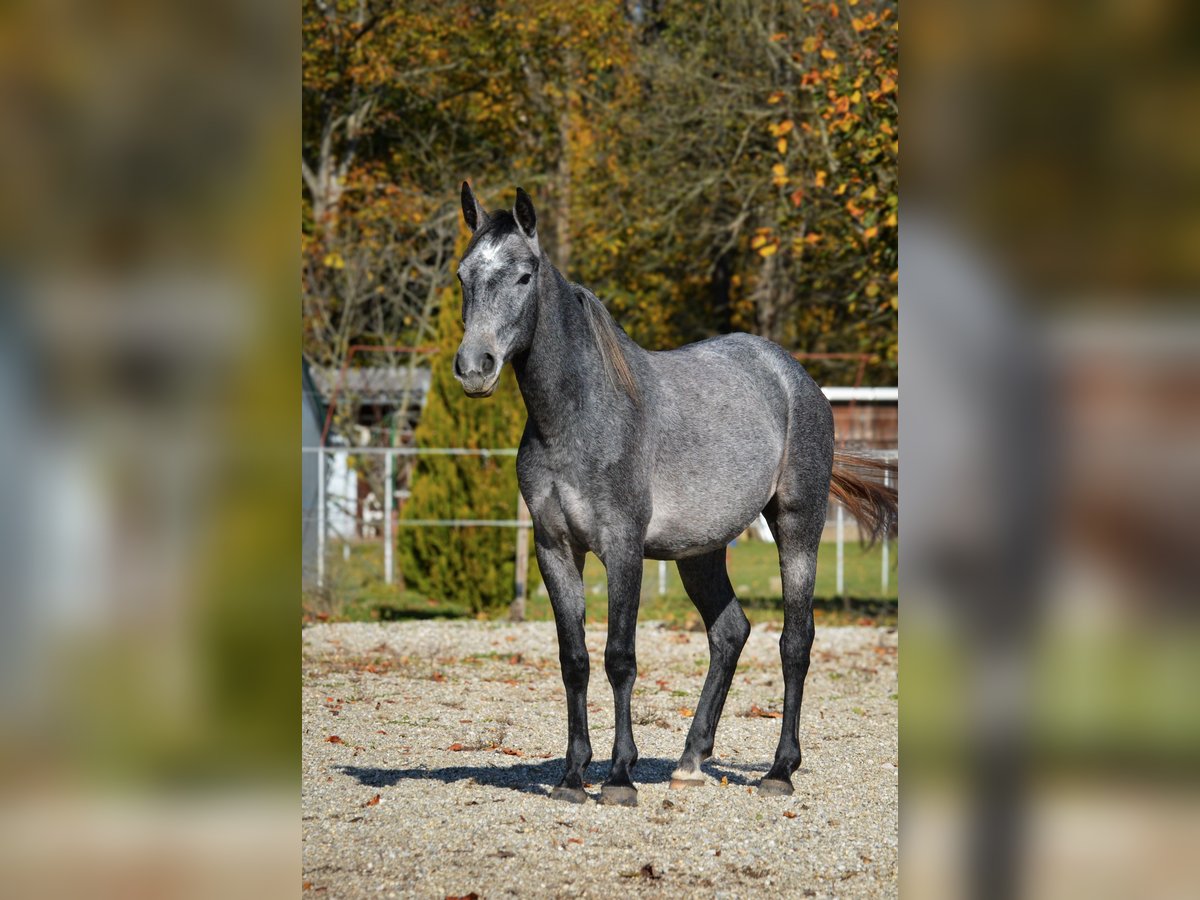 Koń lipicański Klacz 2 lat 150 cm Siwa in Ptuj