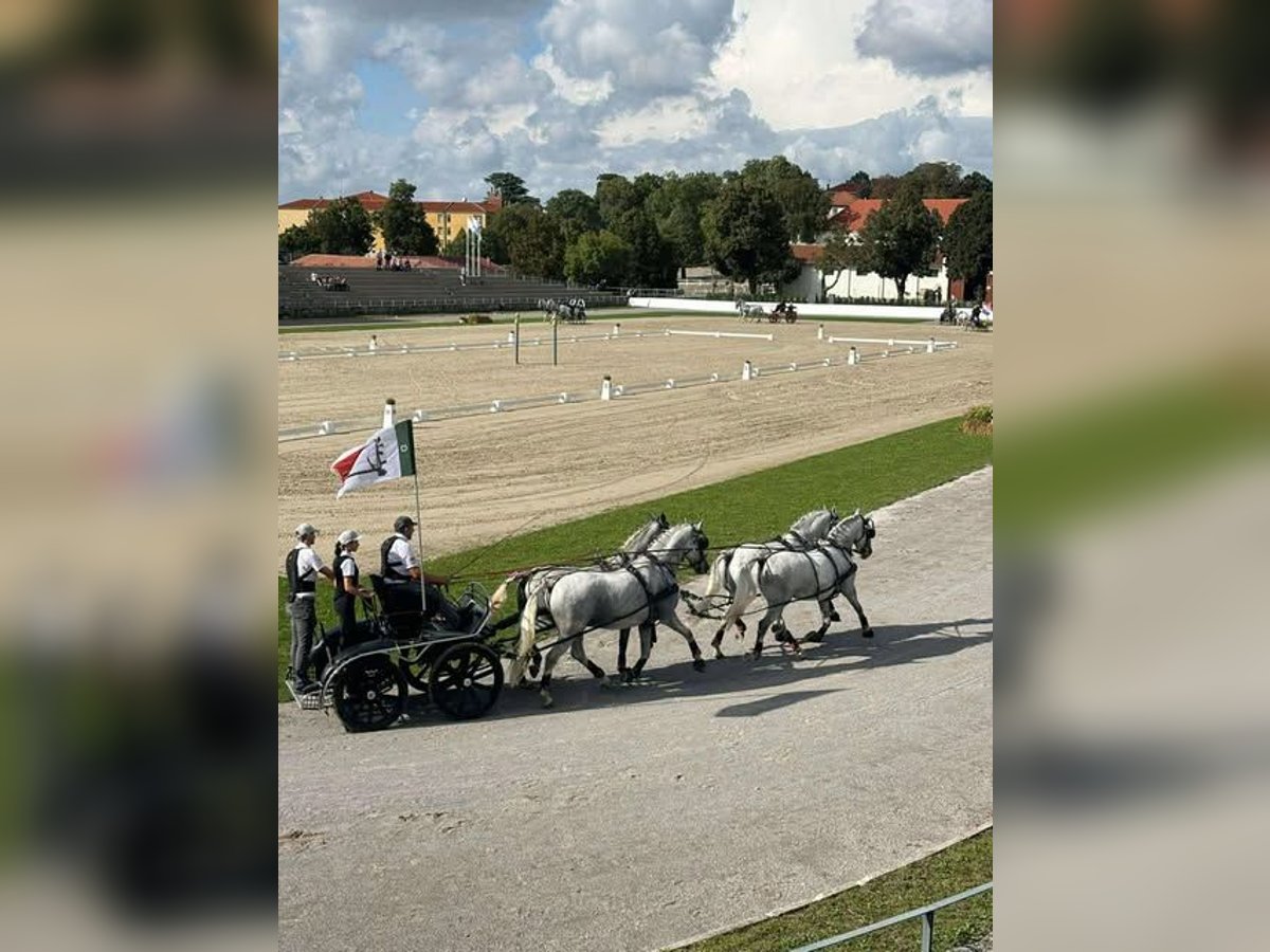 Koń lipicański Klacz 3 lat 162 cm Siwa in radovljica