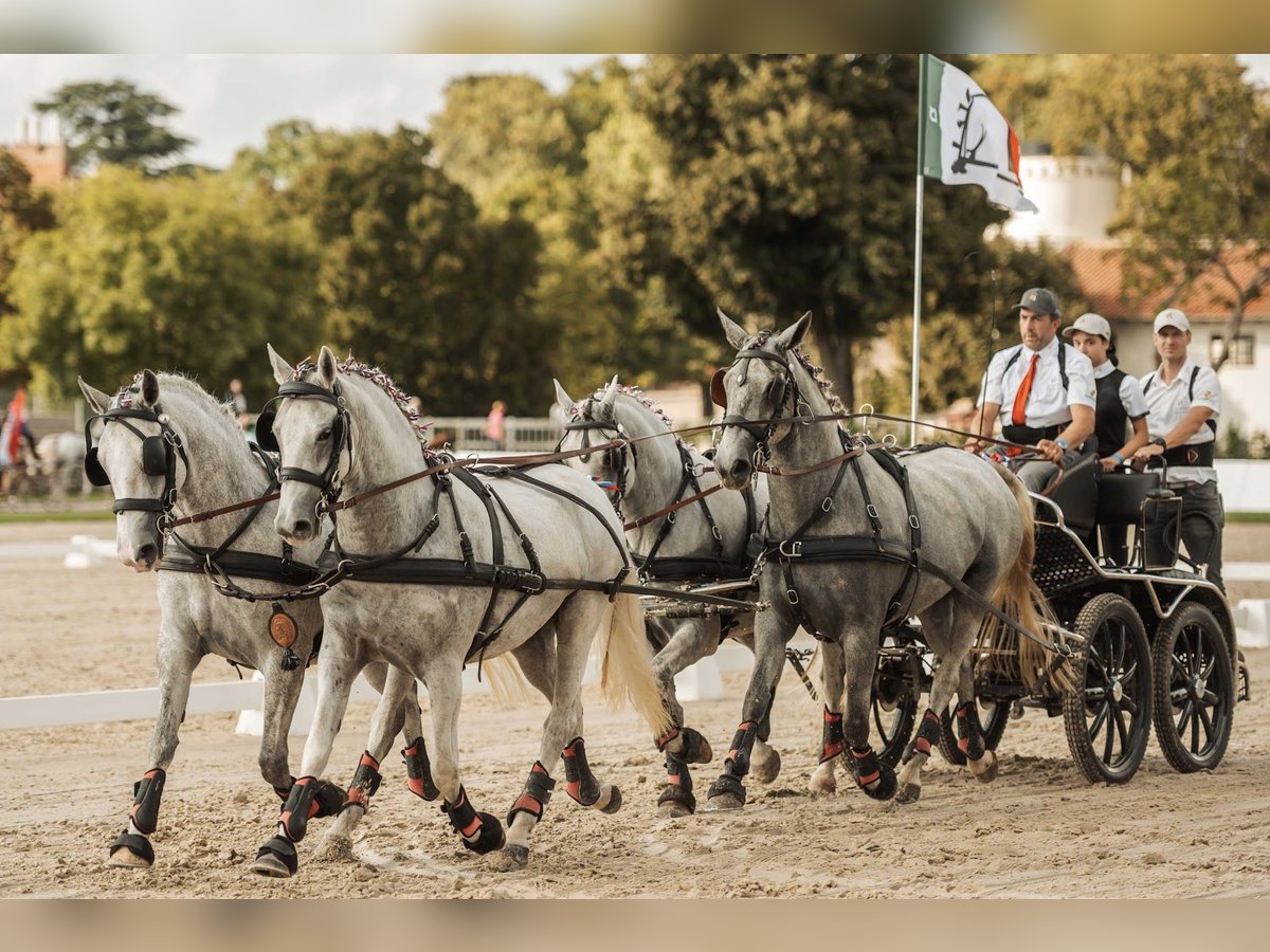 Koń lipicański Klacz 3 lat 162 cm Siwa in radovljica