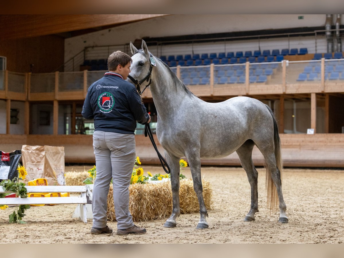 Koń lipicański Klacz 4 lat 151 cm Siwa in Sodražica