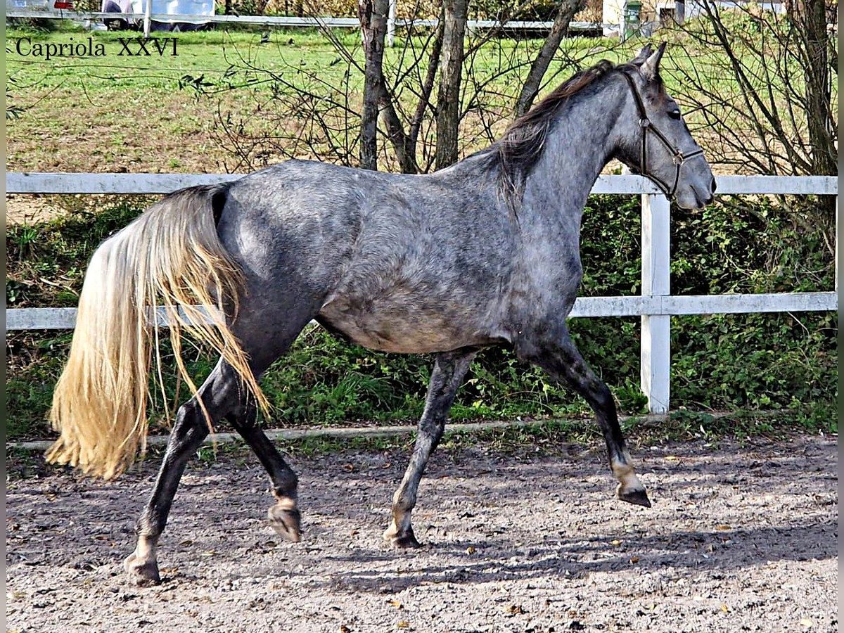 Koń lipicański Klacz 4 lat 152 cm Siwa in Trnovska vas