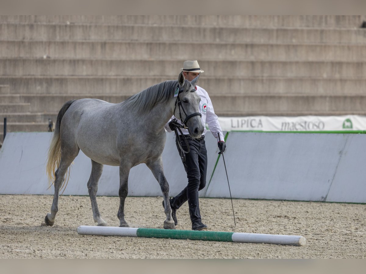 Koń lipicański Klacz 4 lat 155 cm Biała in Ajdovščina