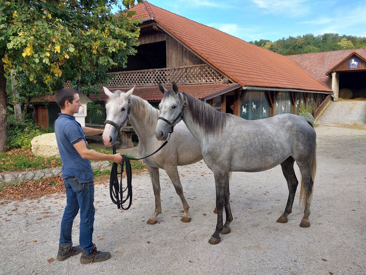 Koń lipicański Klacz 4 lat 157 cm Siwa in Šentjernej