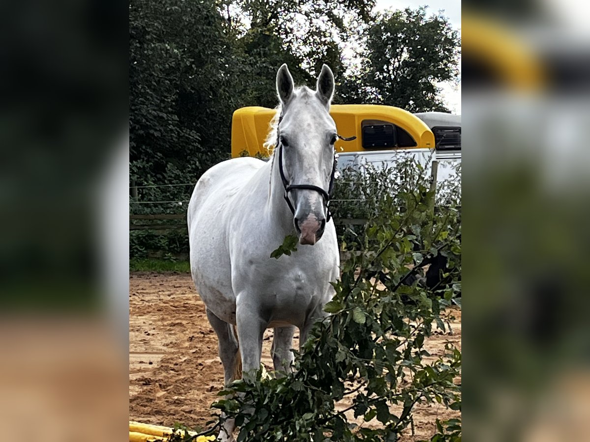 Koń lipicański Klacz 8 lat 162 cm Siwa in Oberzent