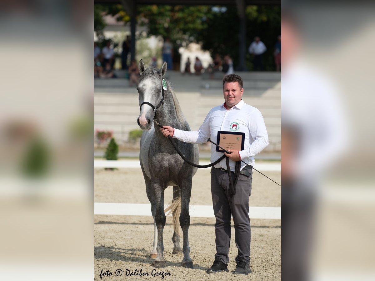 Koń lipicański Ogier 2 lat 158 cm Siwa in Sodražica