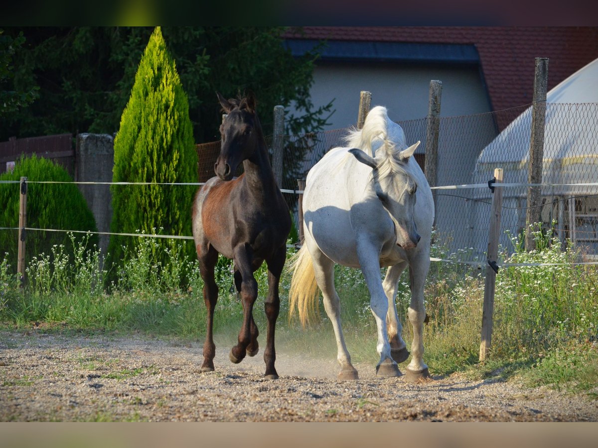 Koń lipicański Ogier Źrebak (04/2024) 160 cm Siwa in Ptuj