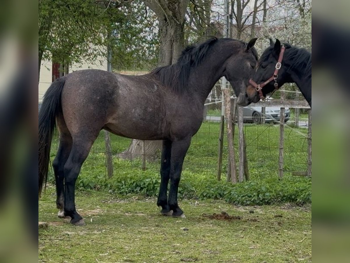 Koń lipicański Wałach 3 lat 155 cm Formy Brown Falb in Oberwart