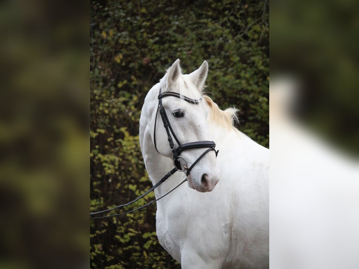 Koń lipicański Wałach 7 lat 158 cm Siwa in Herborn