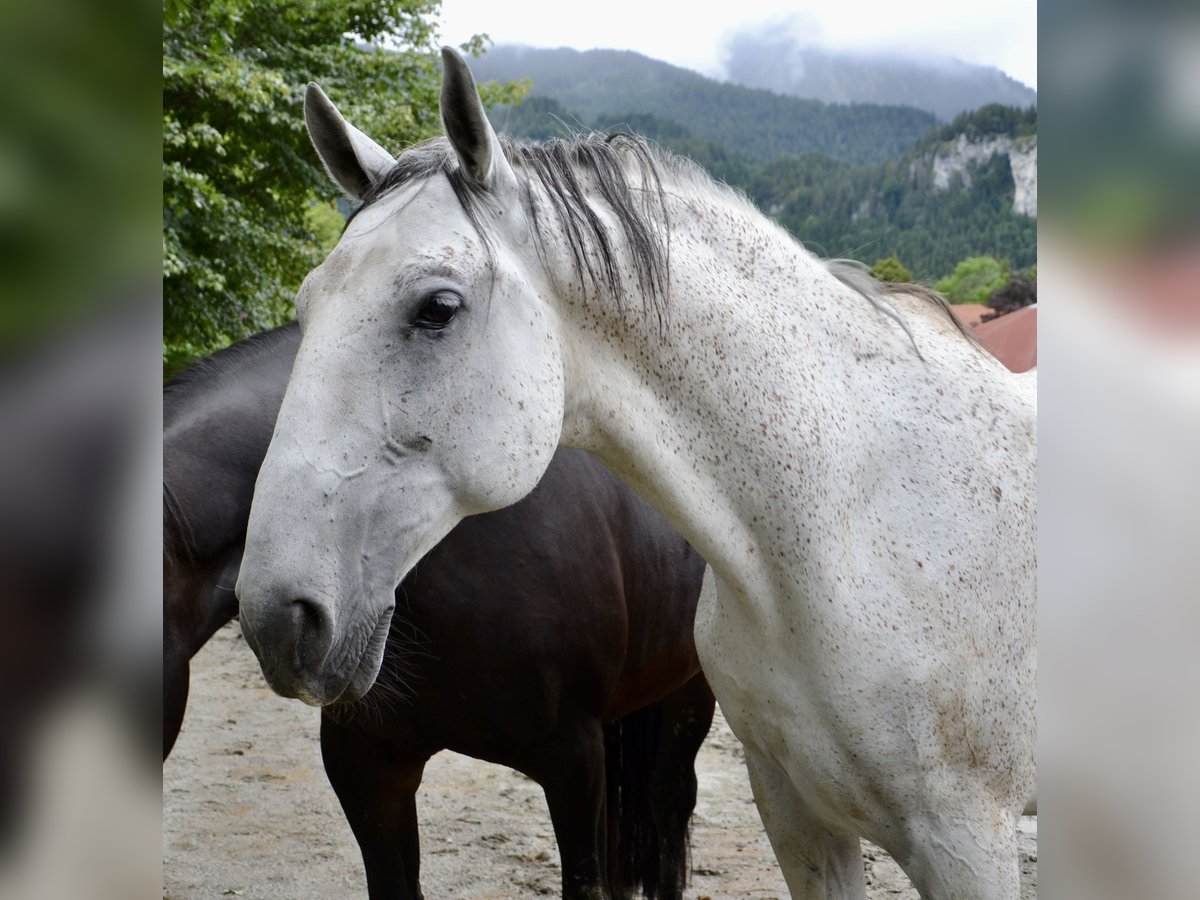 Koń lipicański Wałach 10 lat 170 cm Siwa in Reutte