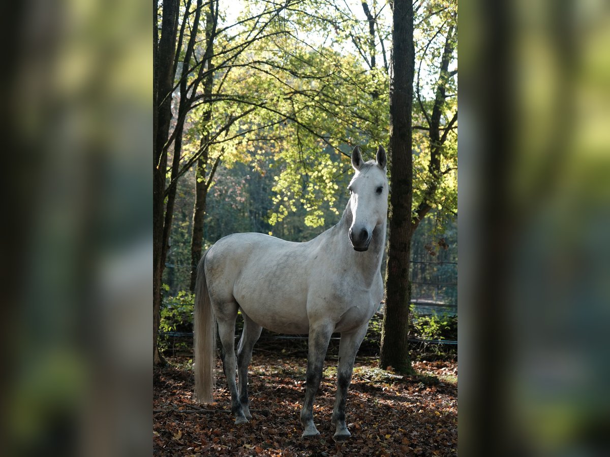 Koń lipicański Wałach 12 lat 160 cm Siwa in Baillet en France