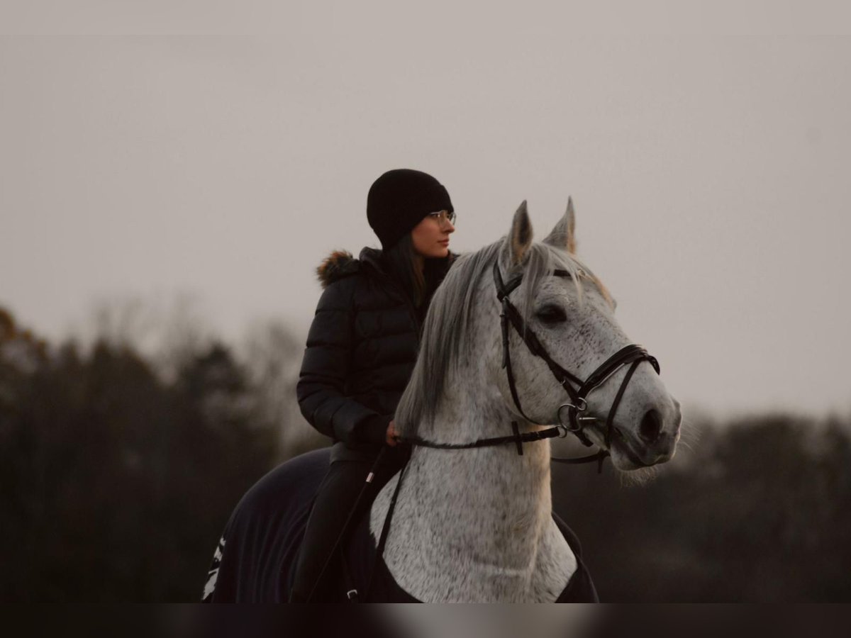 Koń lipicański Wałach 13 lat 158 cm Siwa w hreczce in Güstrow