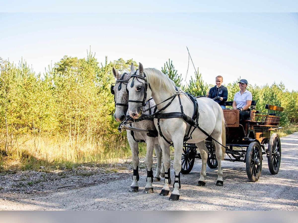 Koń lipicański Wałach 13 lat 163 cm Siwa in Przedbórz