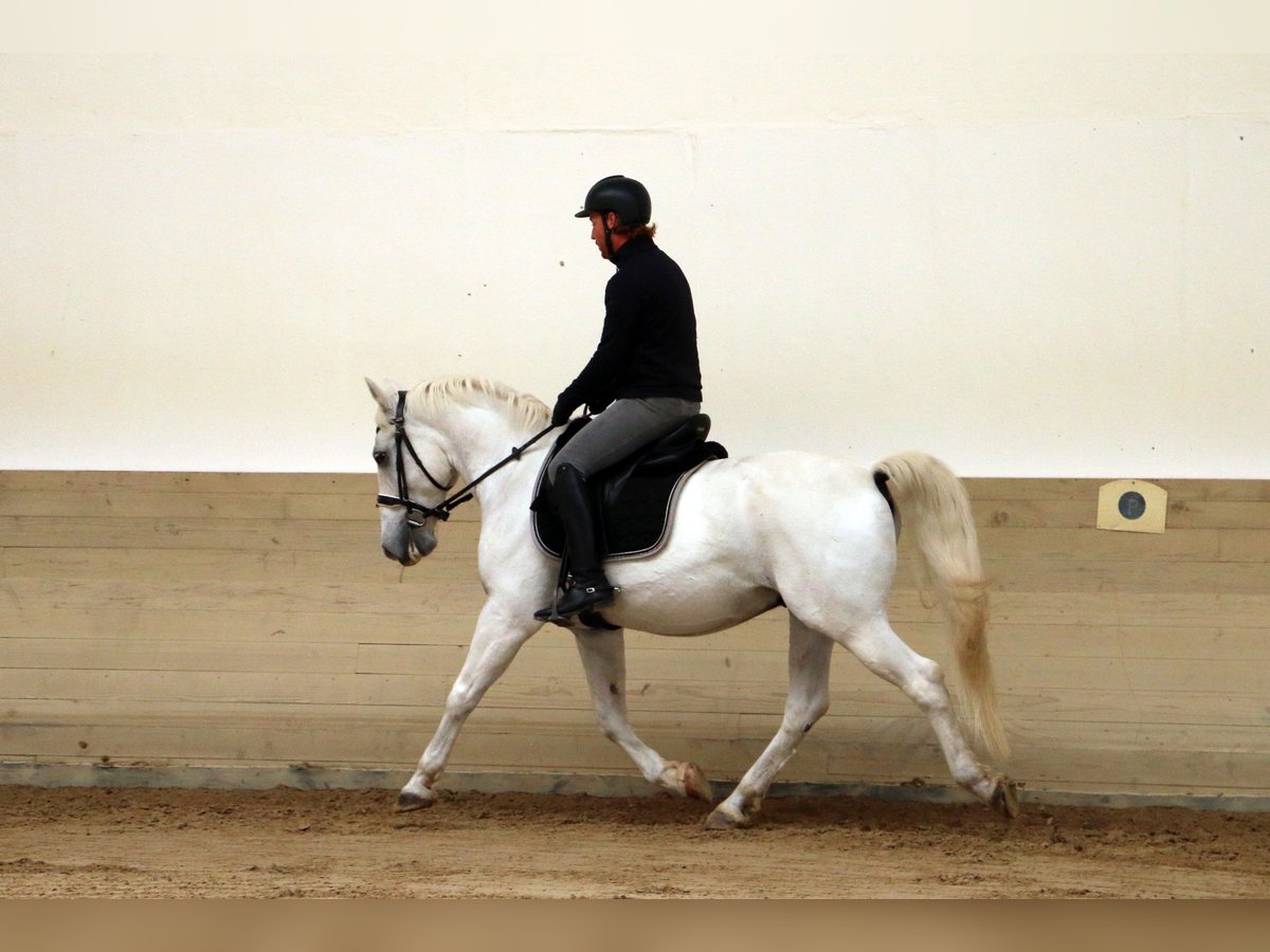 Koń lipicański Wałach 15 lat 155 cm Siwa in radovljica