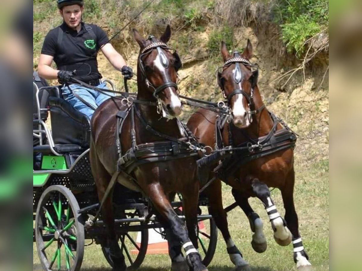 Koń lipicański Wałach 15 lat 158 cm Gniada in Tirol