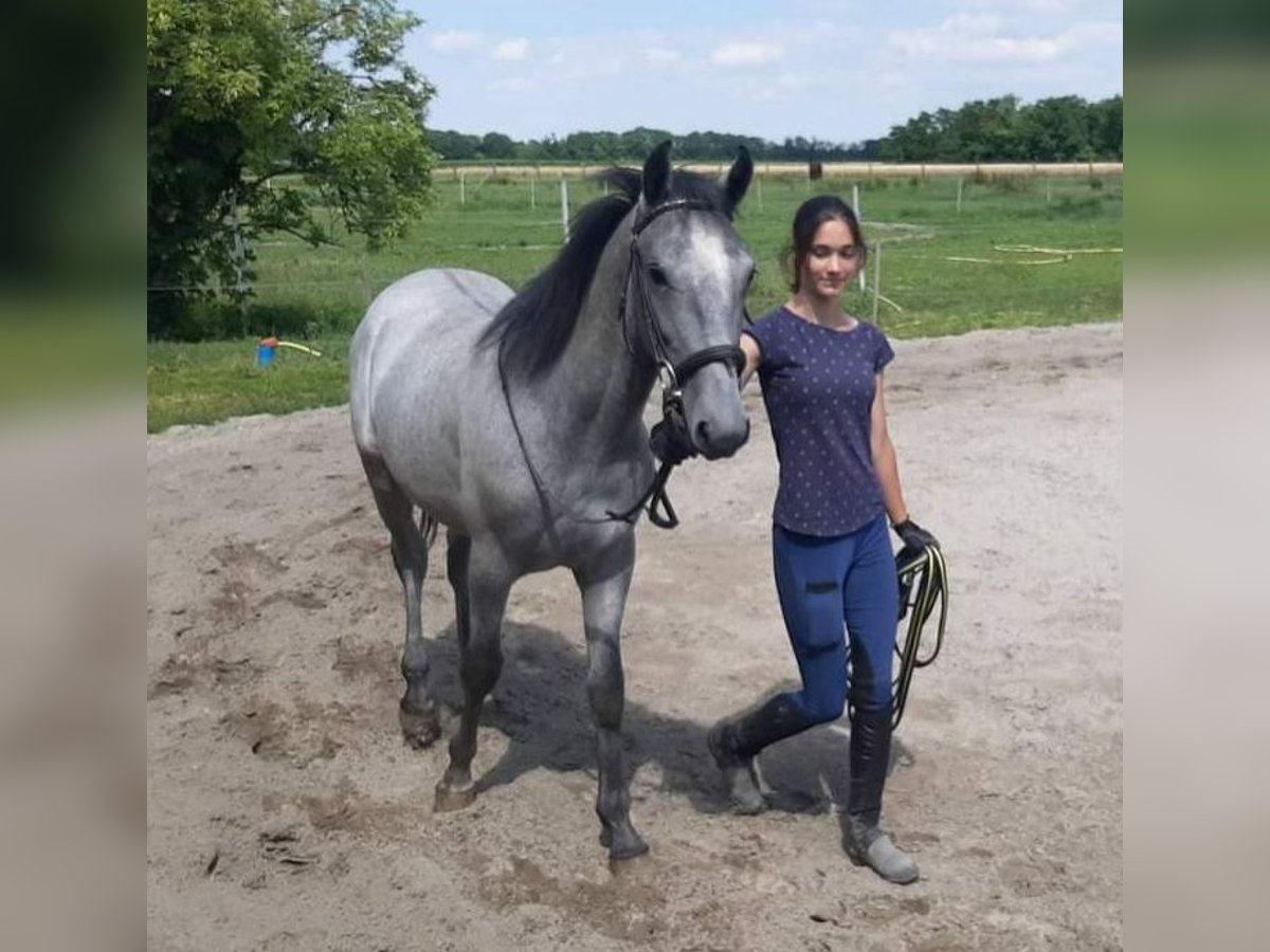 Koń lipicański Wałach 2 lat 150 cm Siwa in Rechnitz