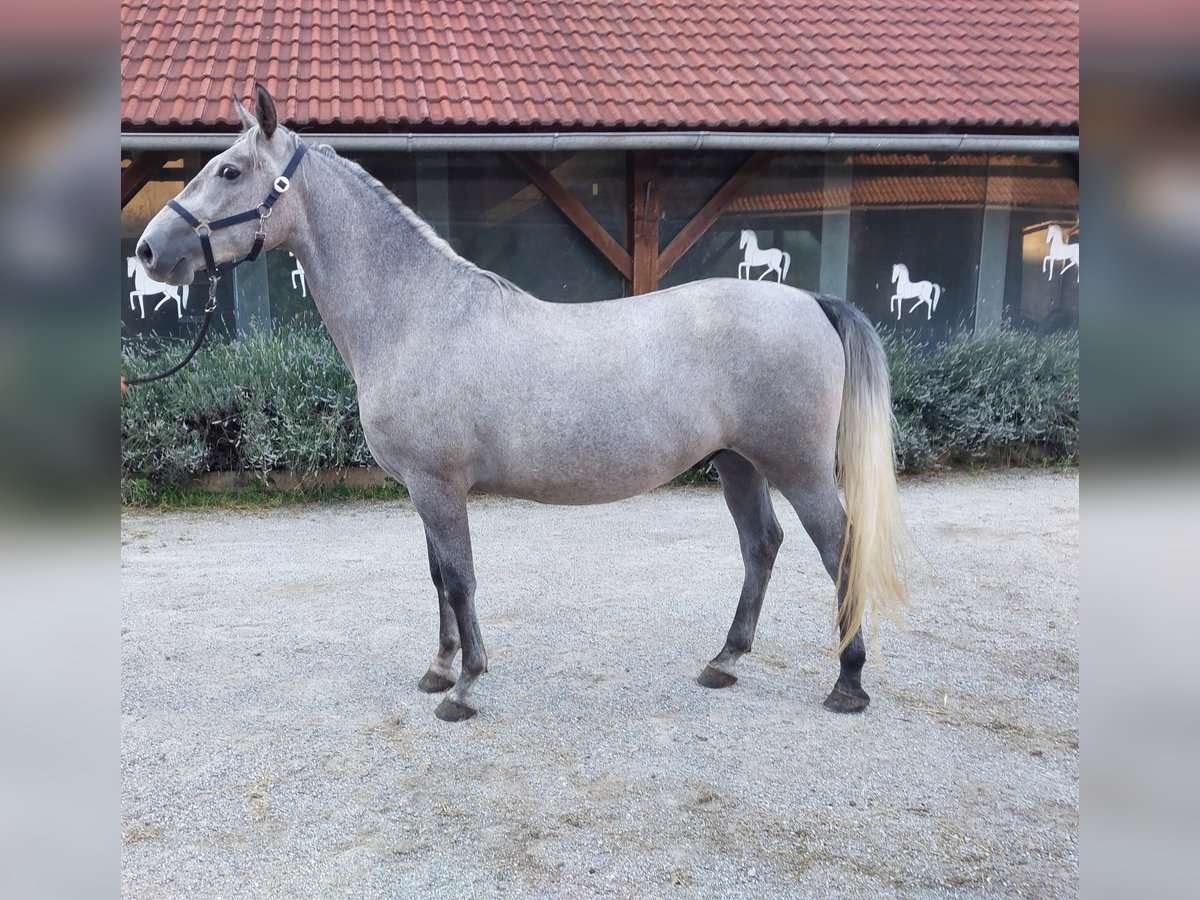 Koń lipicański Wałach 3 lat 160 cm Siwa in Šentjernej