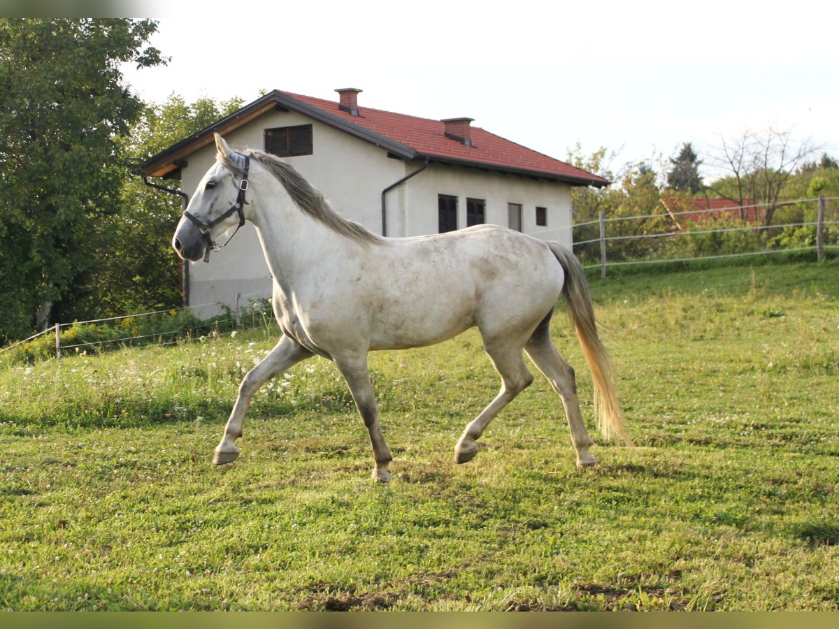 Koń lipicański Wałach 4 lat 156 cm Siwa in Ptuj