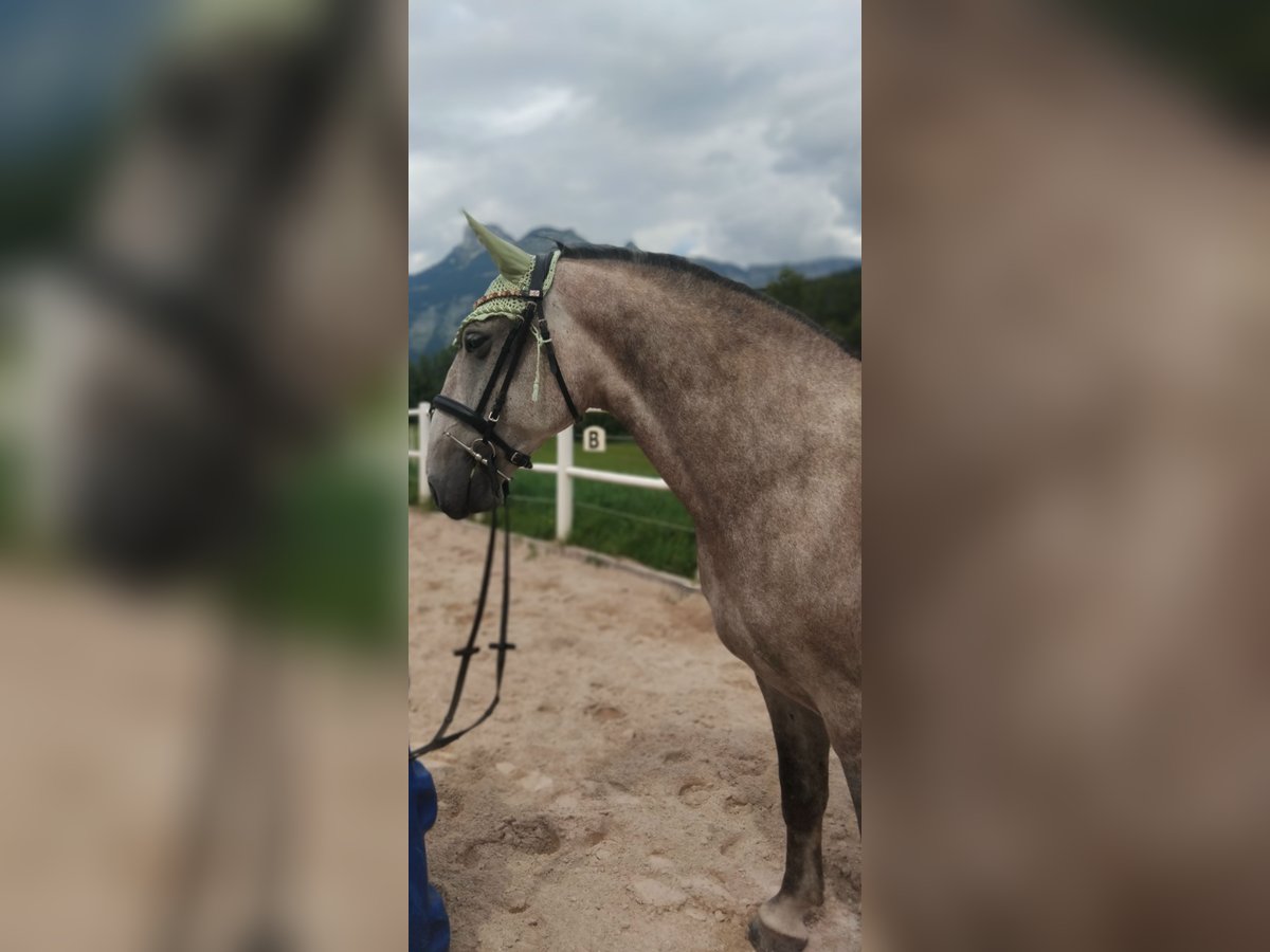 Koń lipicański Wałach 6 lat 149 cm Kasztanowatodereszowata in Bad Aussee