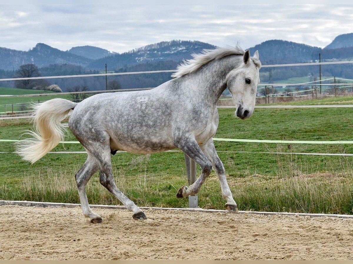 Koń lipicański Wałach 6 lat 160 cm Siwa in Liestal