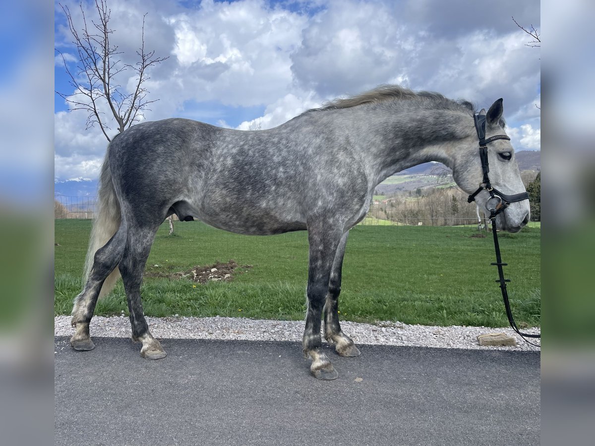 Koń lipicański Wałach 7 lat 155 cm Siwa in Grgar