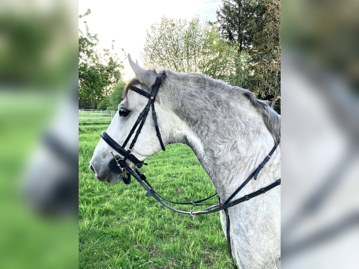 Koń lipicański Wałach 8 lat 156 cm Siwa jabłkowita in Karlsruhe