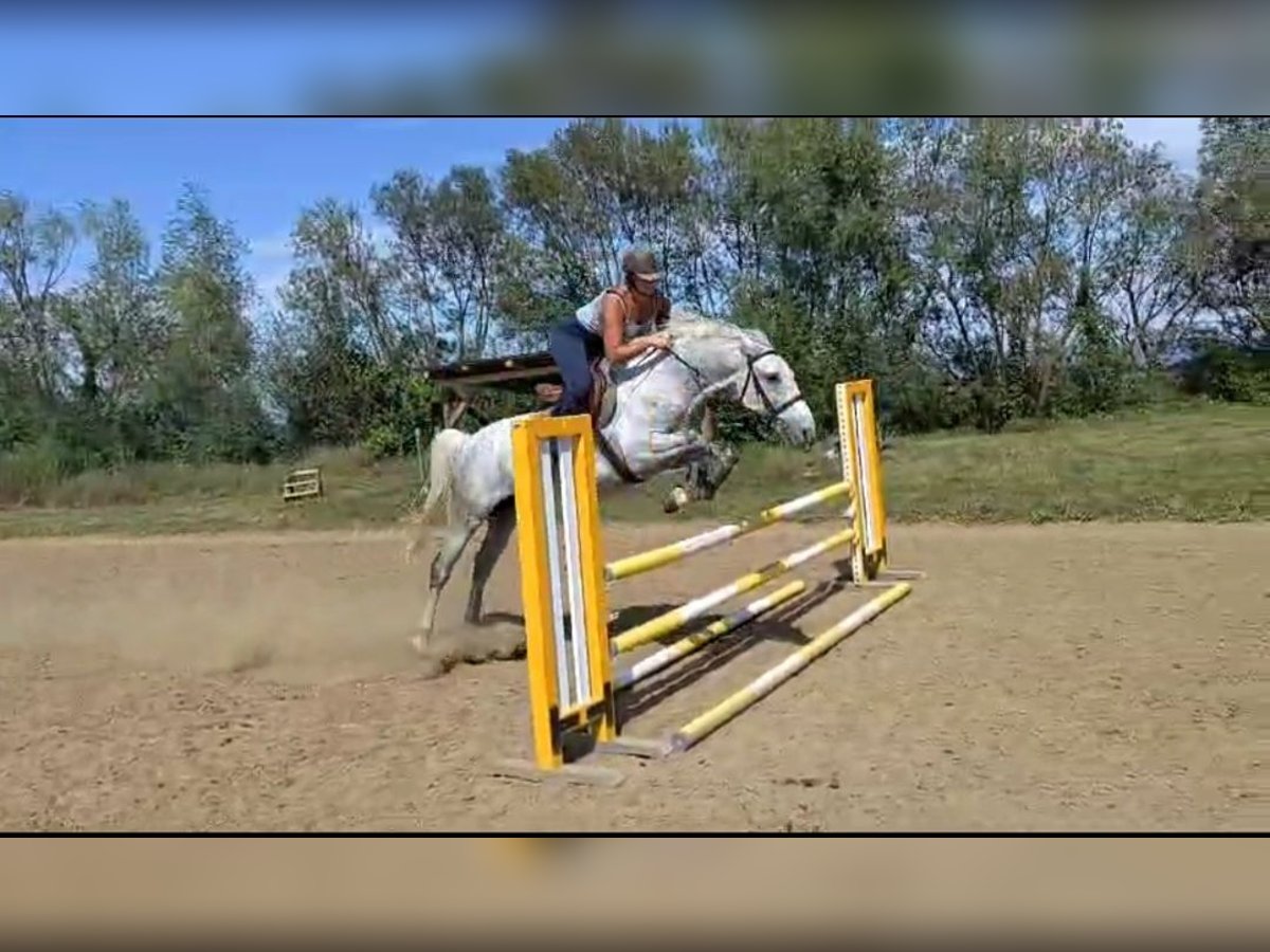 Koń lipicański Wałach 8 lat 159 cm Siwa in Târgu Secuiesc