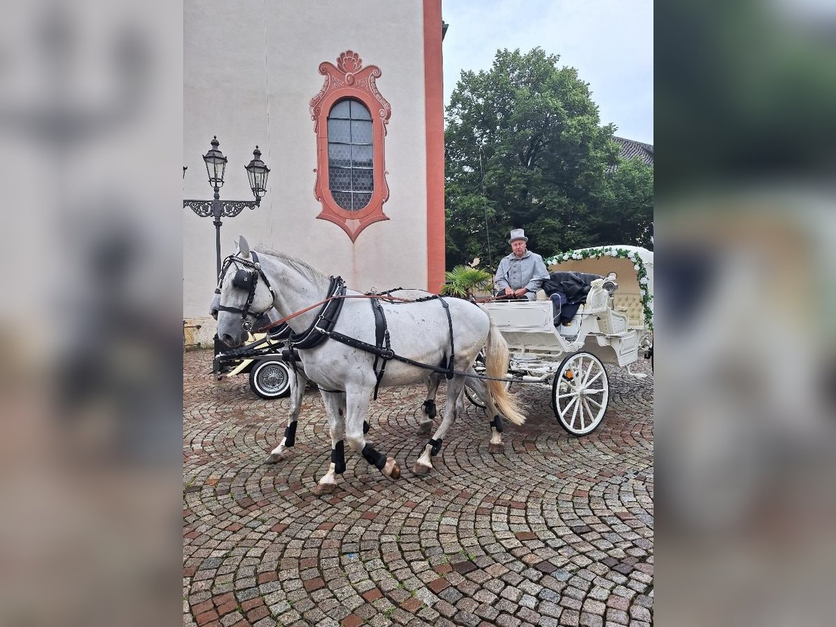 Koń lipicański Wałach 8 lat 161 cm Siwa in Balingen