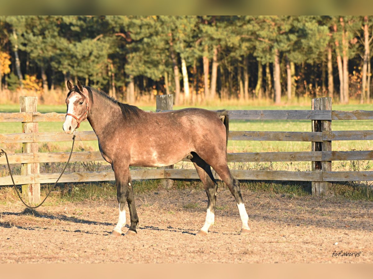 Koń małopolski Ogier 2 lat 158 cm Siwa in Główne