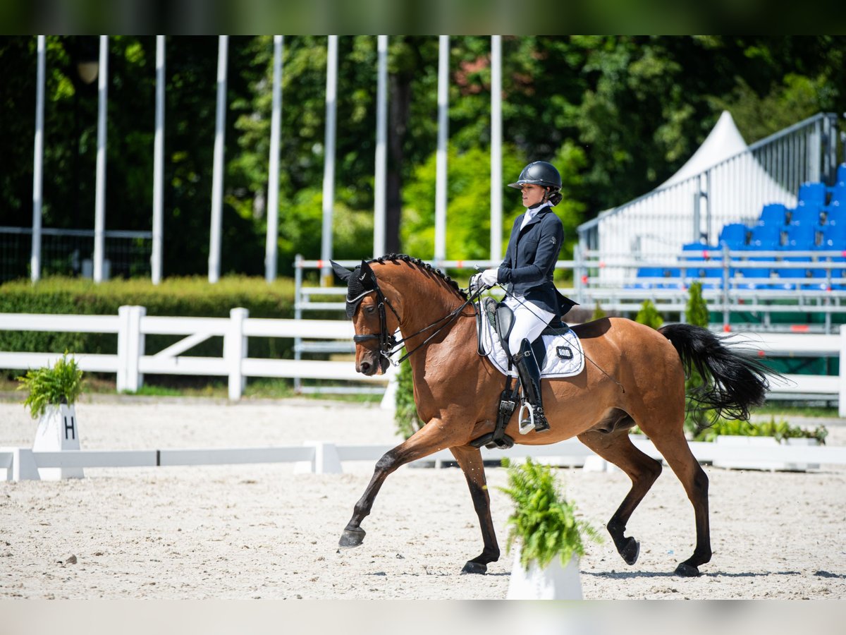 Koń małopolski Wałach 12 lat 170 cm Gniada in Łódź