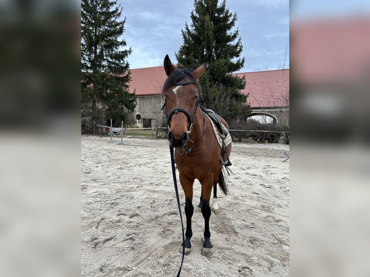 Koń małopolski Wałach 5 lat 160 cm Gniada in Żółkiewka