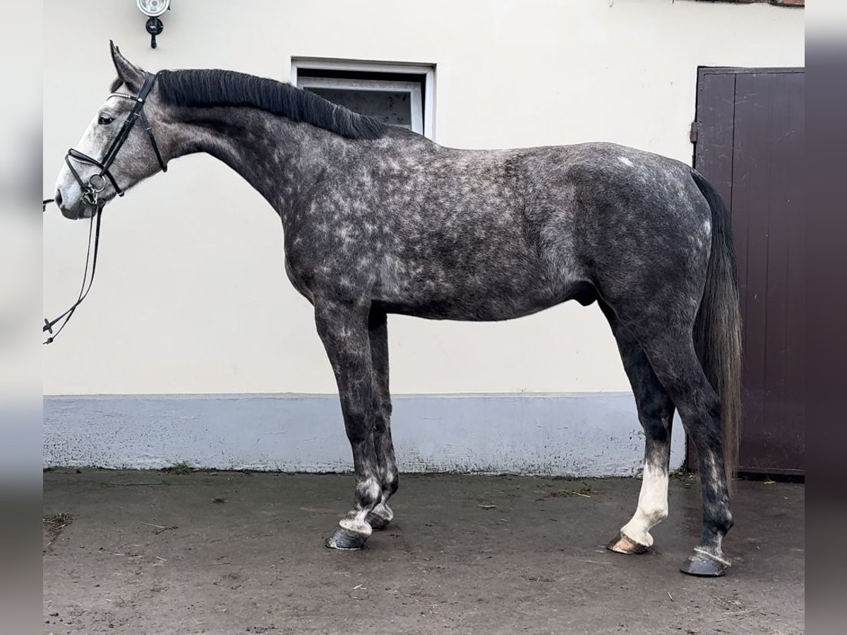 Koń małopolski Wałach 6 lat 170 cm Siwa in Strzałkowo