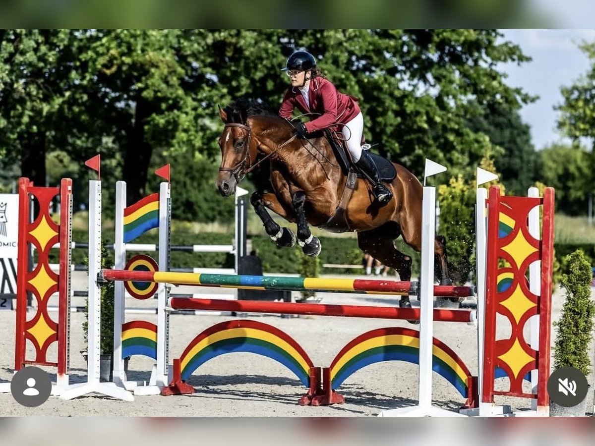 Koń małopolski Klacz 9 lat 168 cm Gniada in Str&#xF3;&#x17C;e