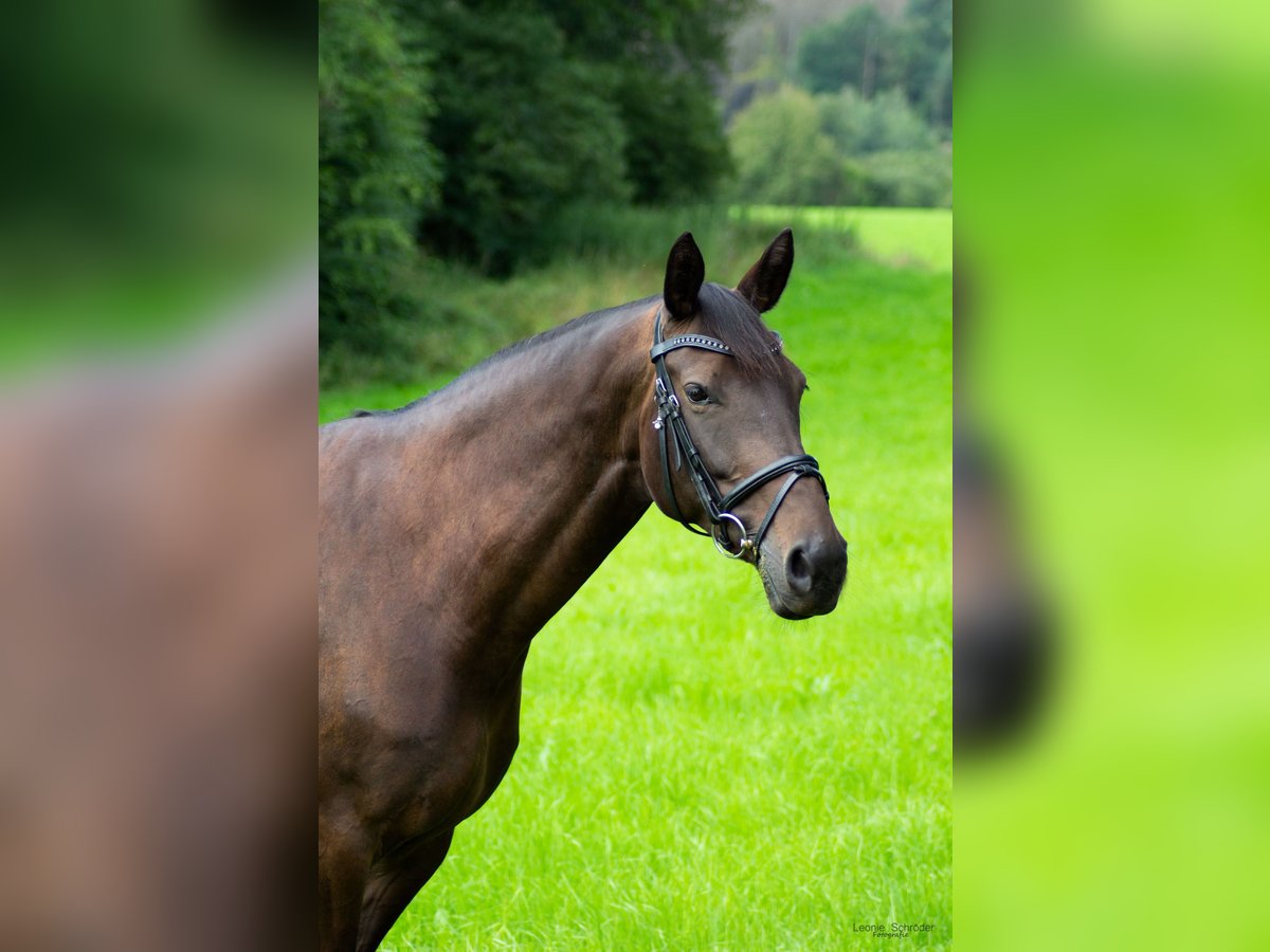 Koń meklemburski Klacz 11 lat 164 cm Ciemnogniada in Wermelskirchen