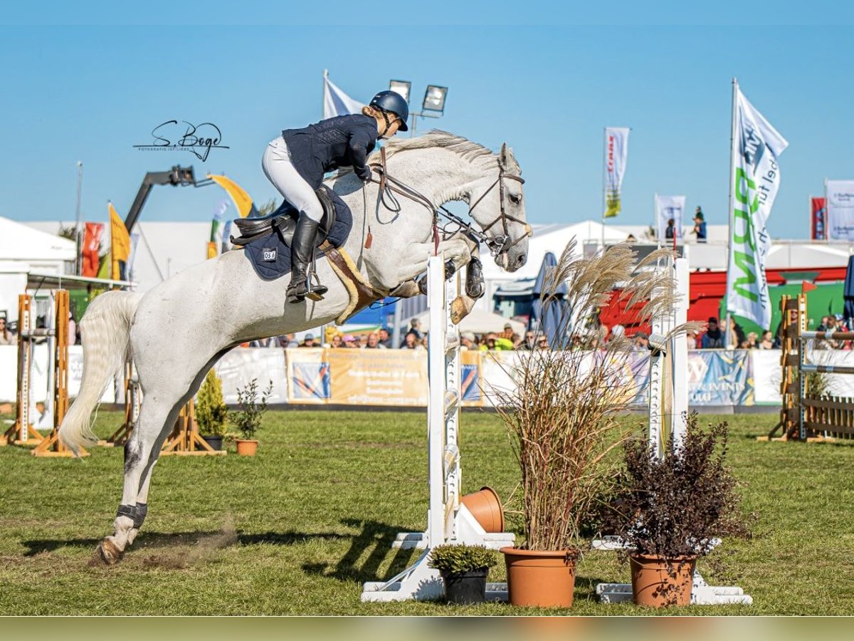 Koń meklemburski Klacz 12 lat 164 cm Siwa in Reddelich