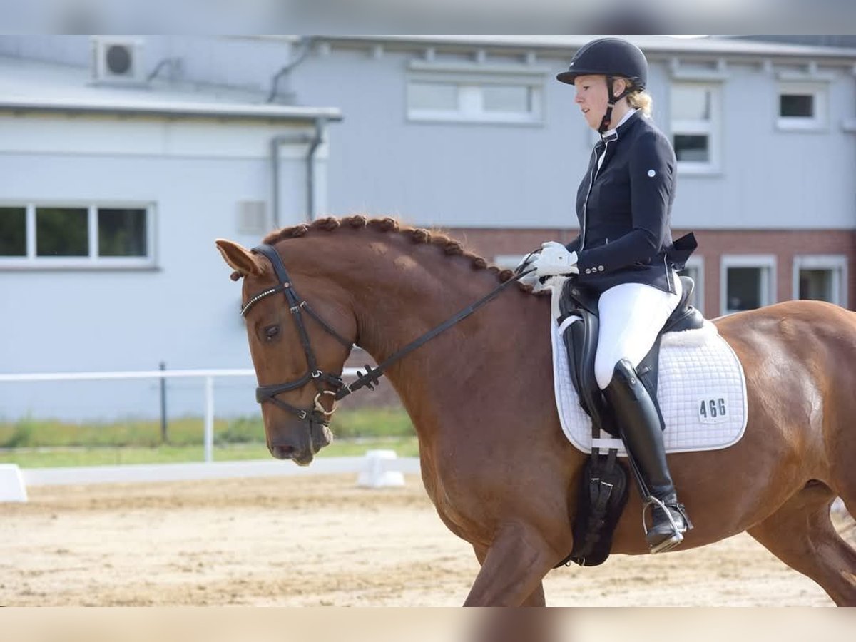 Koń meklemburski Klacz 13 lat 170 cm Kasztanowata in Hagen im Bremischen