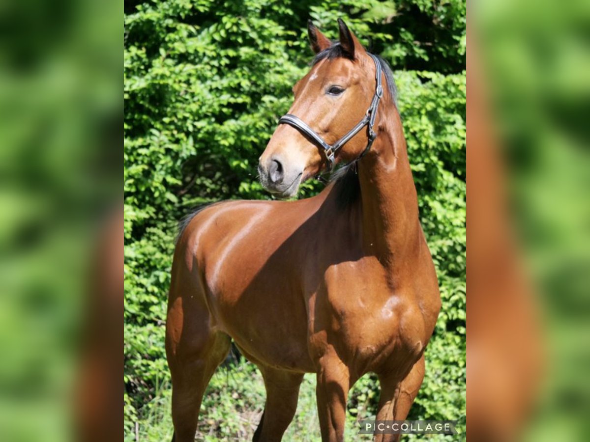 Koń meklemburski Klacz 13 lat 174 cm Ciemnogniada in Galenberg