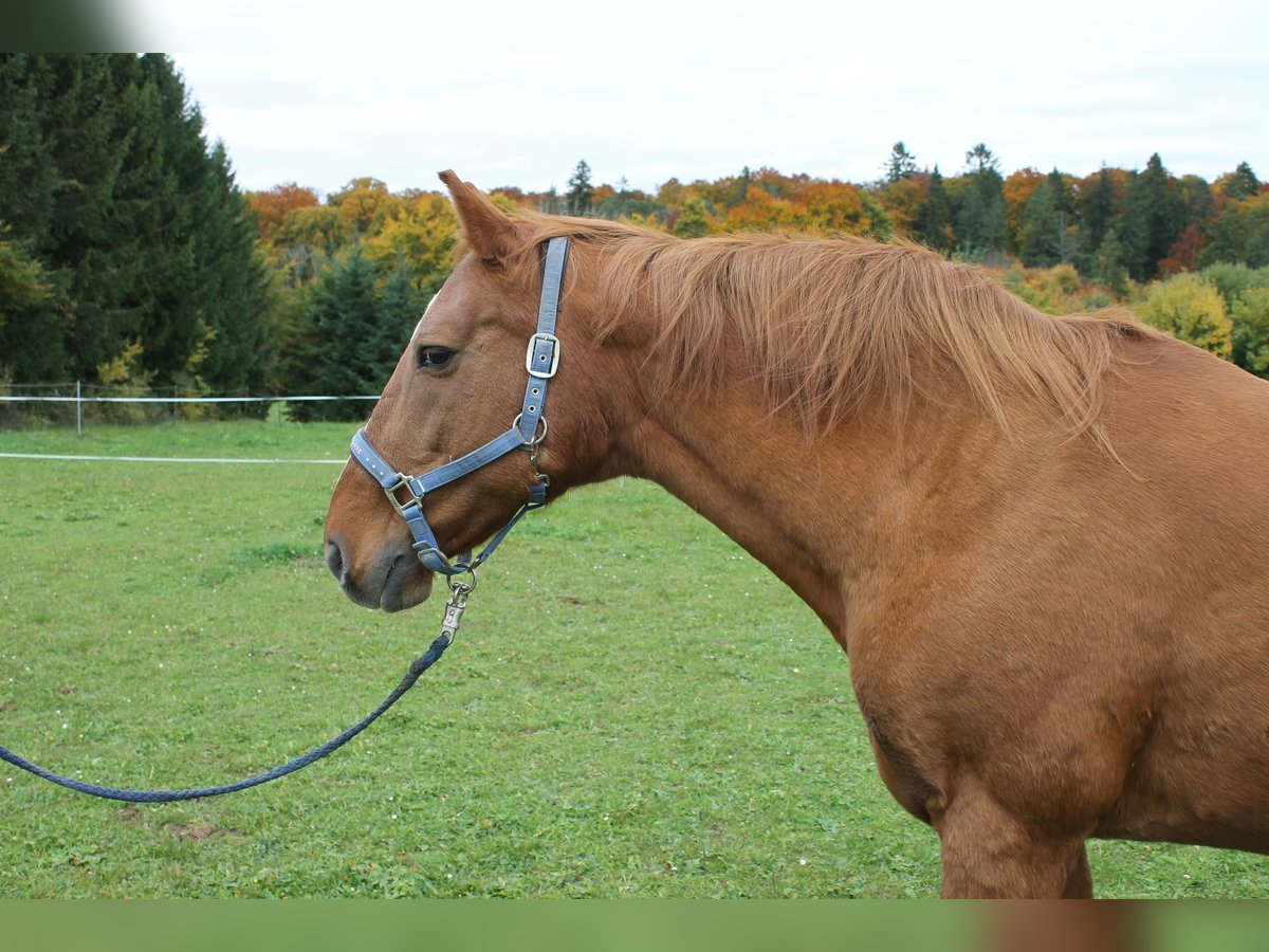 Koń meklemburski Klacz 16 lat 164 cm in Stetten am kalten Markt