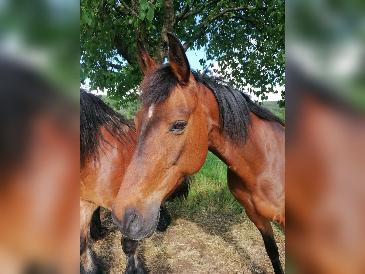 Koń meklemburski Klacz 17 lat 165 cm Gniada in Linsengericht