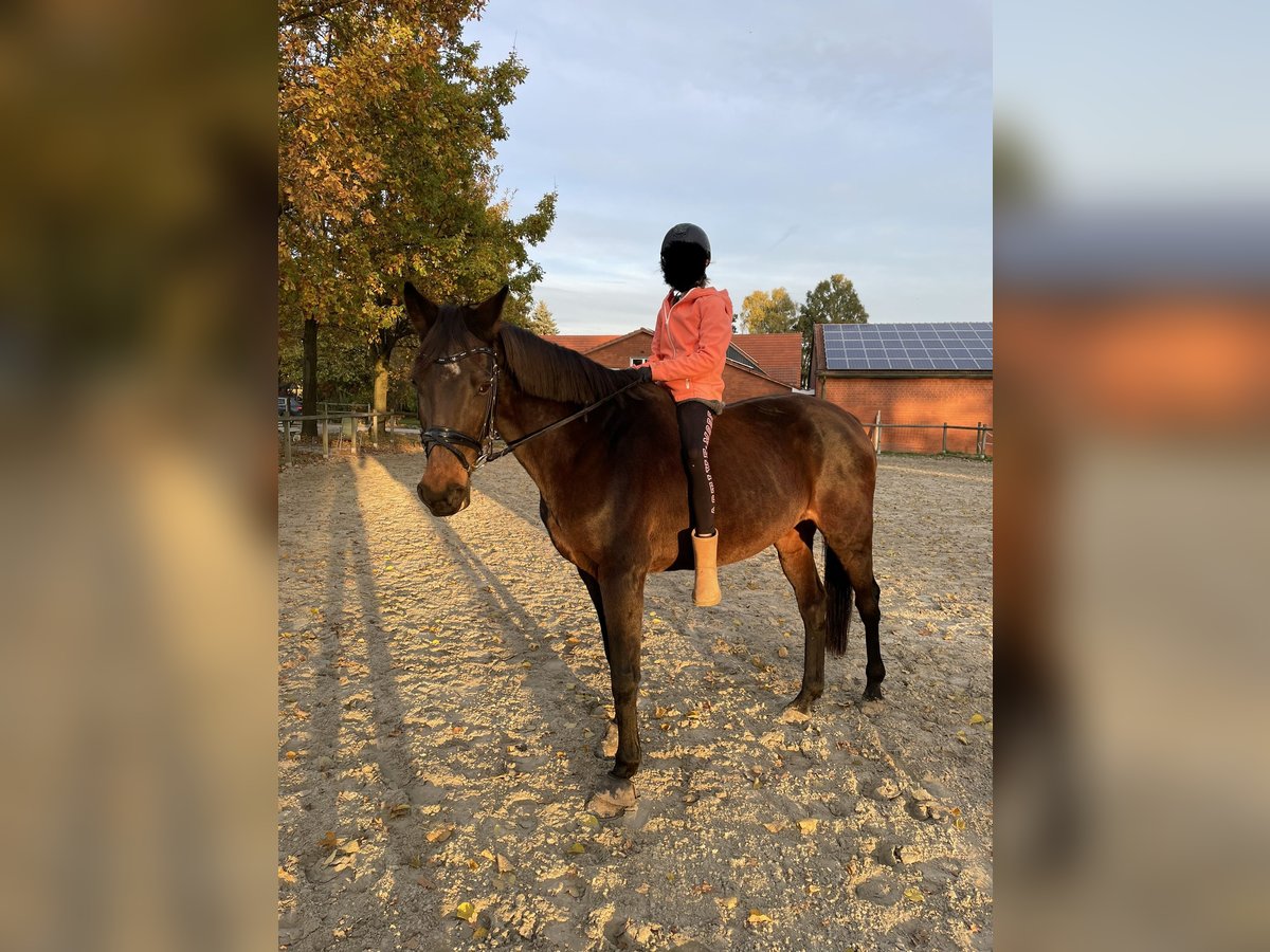 Koń meklemburski Klacz 20 lat 164 cm Ciemnogniada in Kirchlengern