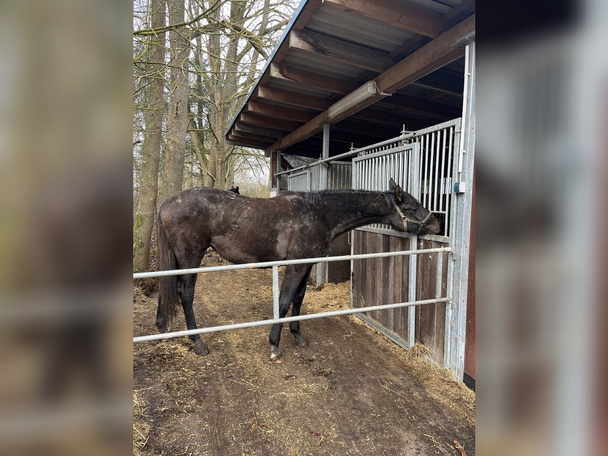 Koń meklemburski Klacz 2 lat 168 cm Siwa in Papenhagen