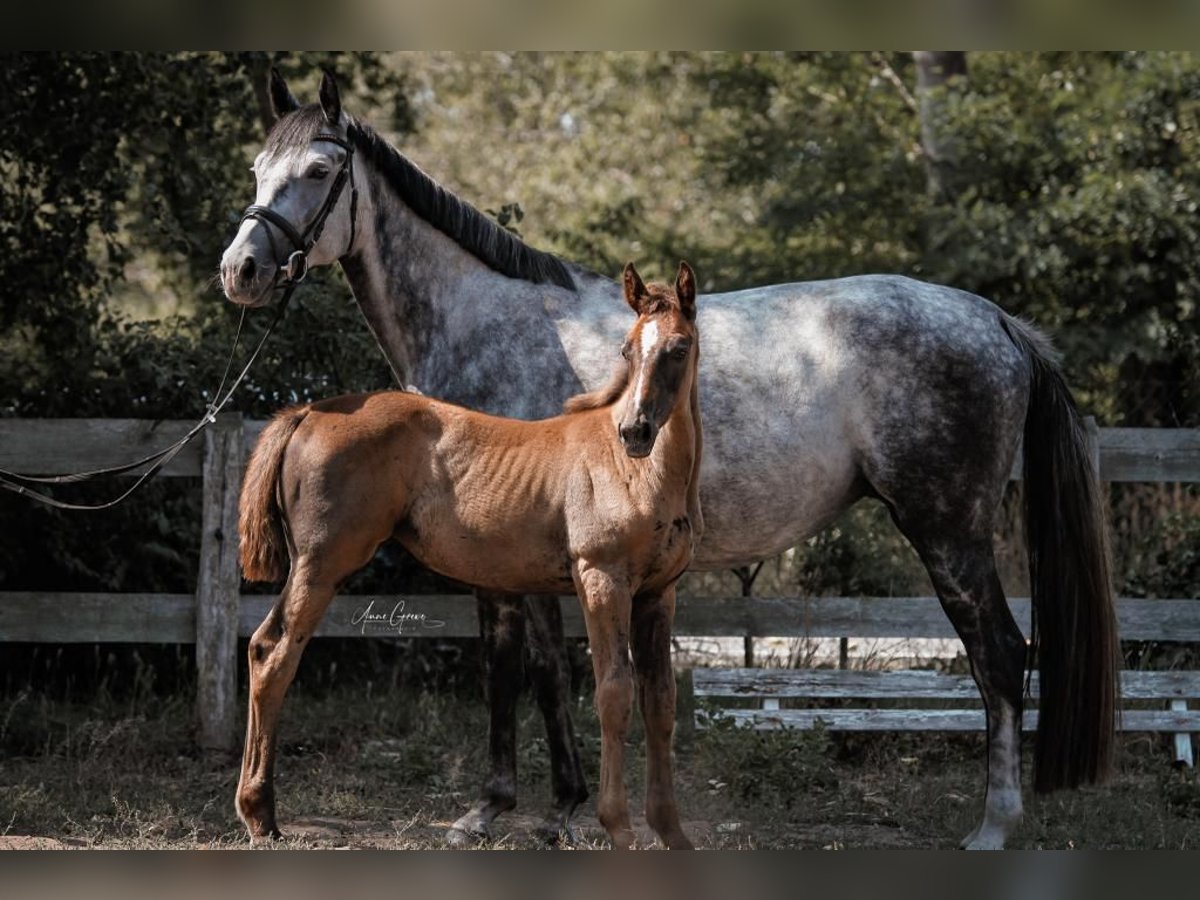 Koń meklemburski Klacz 2 lat 170 cm Może być siwy in Bresegard bei Picher