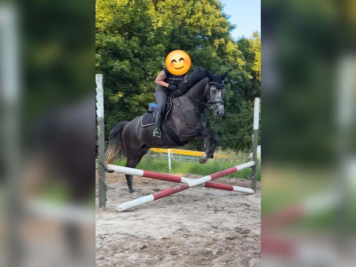 Koń meklemburski Klacz 4 lat 166 cm Karosiwa in Rubkow